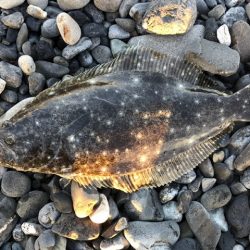 太刀魚は細い、イシモチは小さい。ヒラメはソゲる